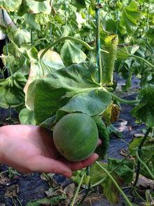 吃瓜论坛,网络舆论场上的“瓜田”风云